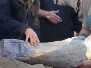 Así es la nueva especie de dinosaurio gigante Así es la nueva especie de dinosaurio gigante