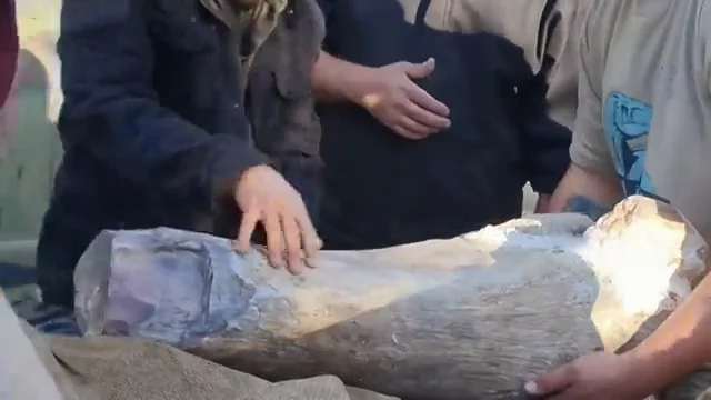 As&iacute; es la nueva especie de dinosaurio gigante