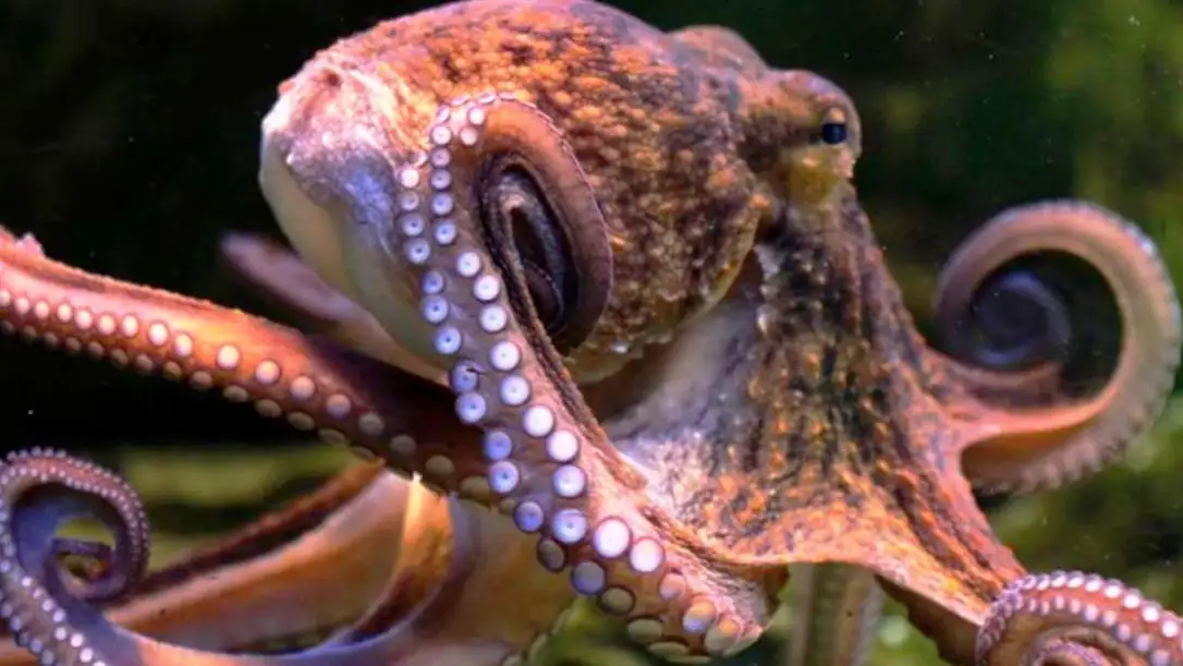 Imagen de archivo de un pulpo en el mar Imagen de archivo de un pulpo en el mar