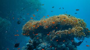 Arrecife de coral