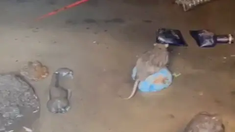 Ratas en el barrio de Caño Roto, en Madrid Antena 3 Noticias