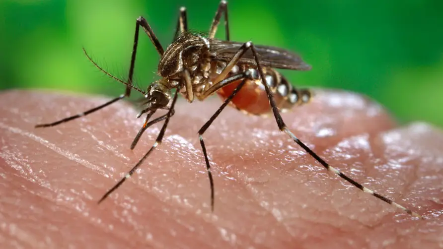 Imagen de archivo de un mosquito Imagen de archivo de un mosquito