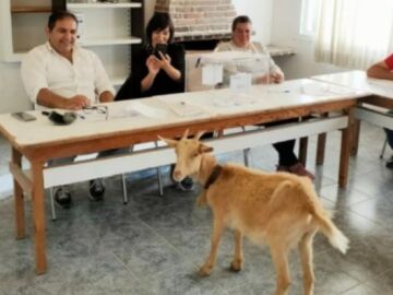 Una cabra 'acude' a una mesa electoral en las elecciones del 28-M 