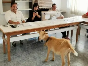 Una cabra 'acude' a una mesa electoral en las elecciones del 28-M Una cabra 'acude' a una mesa electoral en las elecciones del 28-M