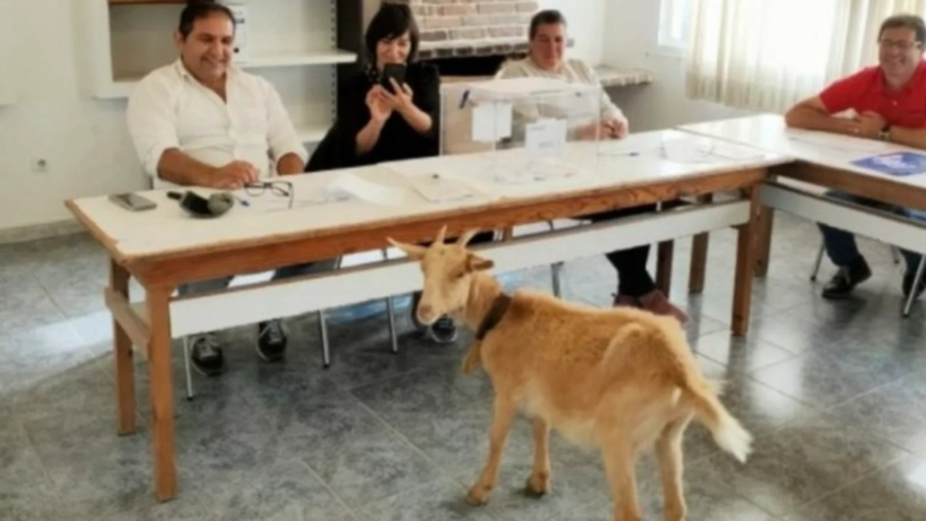 Una cabra &#39;acude&#39; a una mesa electoral en las elecciones del 28-M 