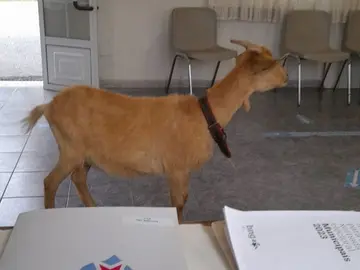 Una cabra se cuela en un colegio de Pontevedra. Una cabra se cuela en un colegio de Pontevedra.