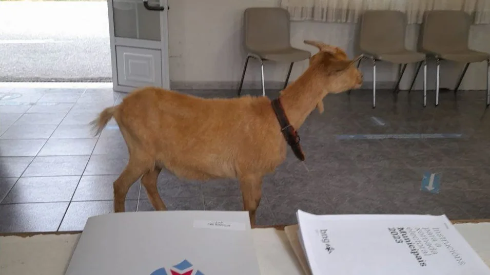 Una cabra se cuela en un colegio de Pontevedra. Una cabra se cuela en un colegio de Pontevedra.