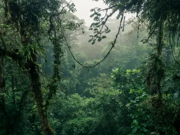 Bosque en Costa Rica Bosque en Costa Rica