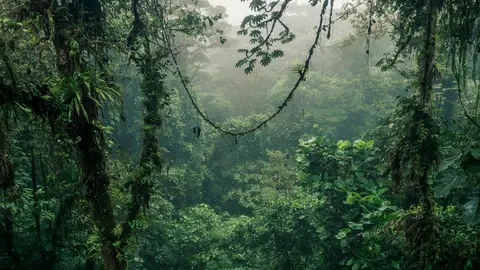 Bosque en Costa Rica Bosque en Costa Rica