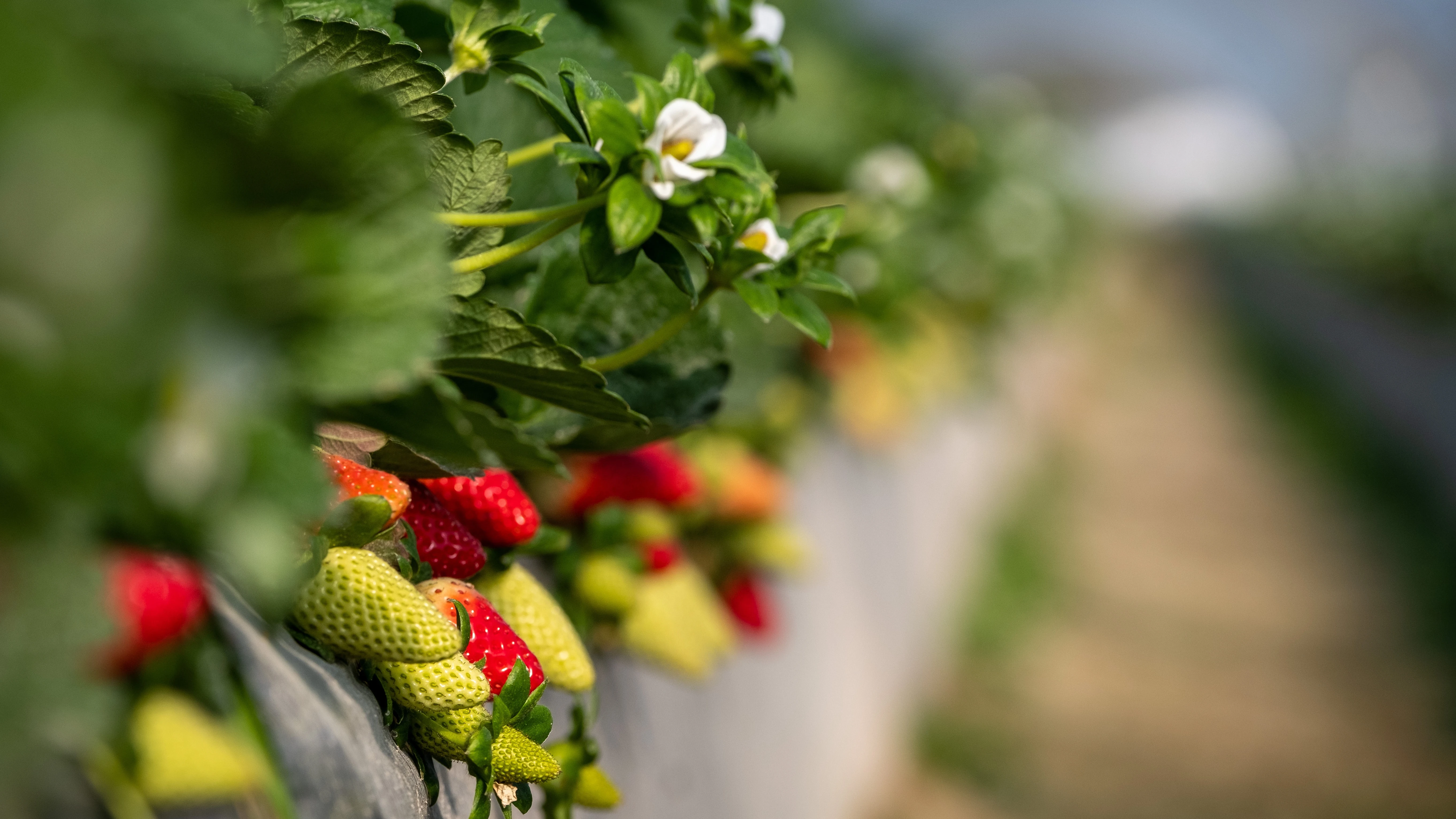 Explotación de fresas en Doñana Explotación de fresas en Doñana