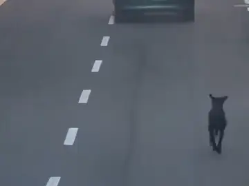 Imagen del perro al que habrían intentado abandonar Imagen del perro al que habrían intentado abandonar