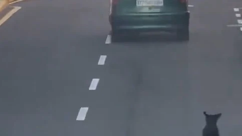 Imagen del perro al que habrían intentado abandonar Imagen del perro al que habrían intentado abandonar