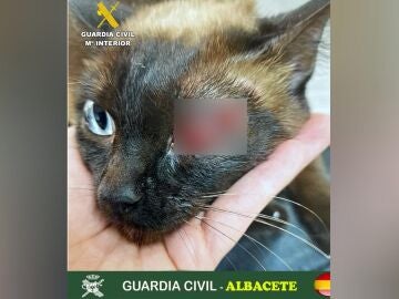 Detenido en Albacete por disparar a un gato con un arma de aire comprimido causándole lesiones graves 