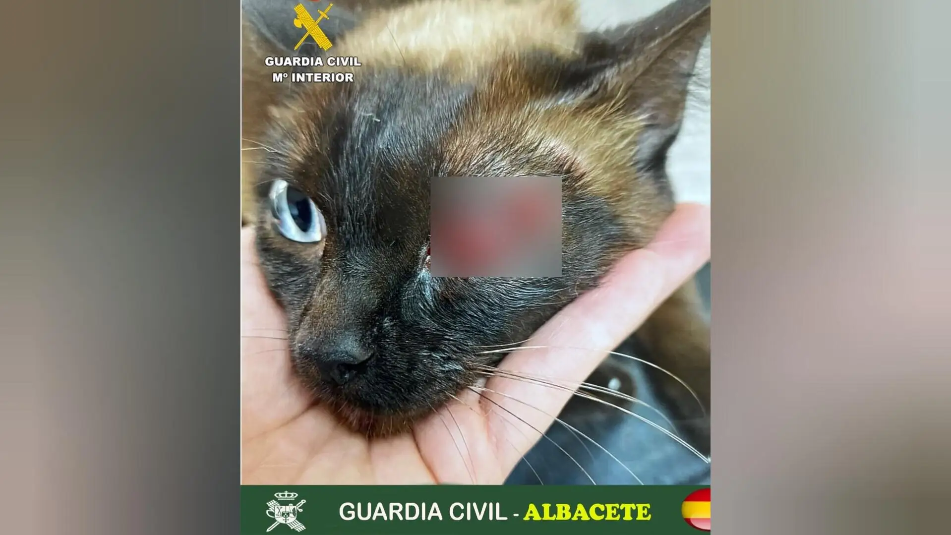 Detenido en Albacete por disparar a un gato con un arma de aire comprimido caus&aacute;ndole lesiones graves 
