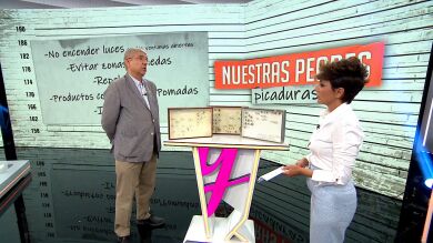 Llega el verano y, con él, las plagas: así puedes hacer frente a las picaduras de la mosca negra o avispas