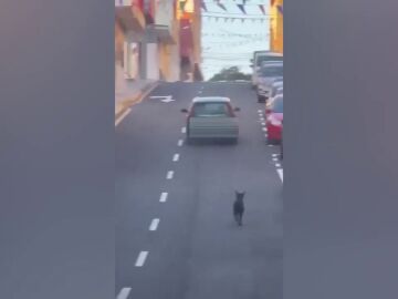 El vídeo del intento de abandono a un perro en Tenerife