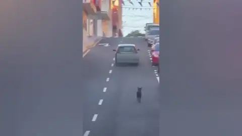 El vídeo del intento de abandono a un perro en Tenerife