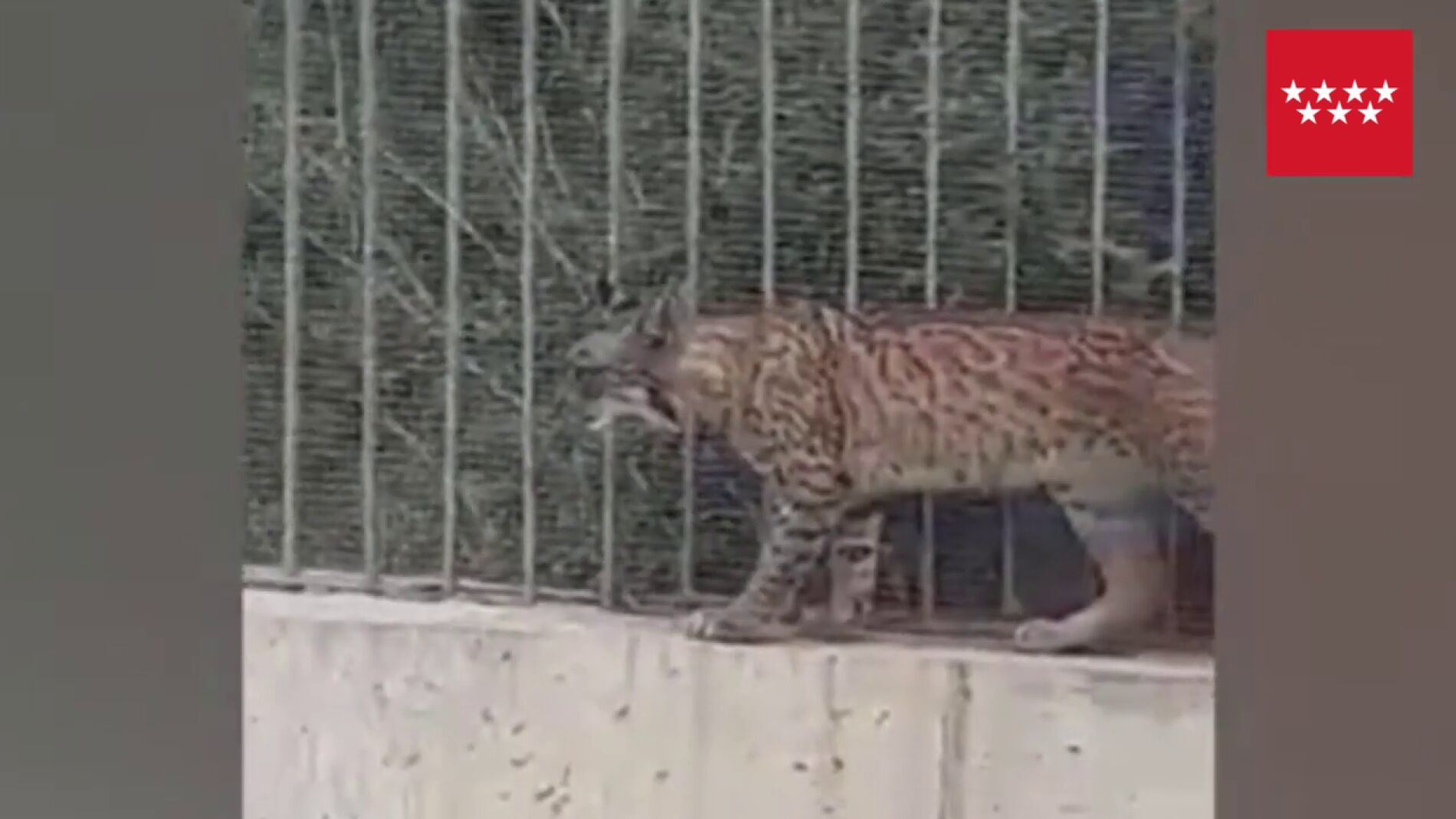 Un lince ibérico se 'pasea' por Madrid, por primera vez en décadas