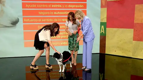 Un perro en el plató de Espejo Público. Un perro en el plató de Espejo Público.