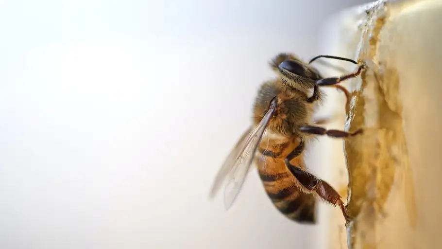 Abeja
