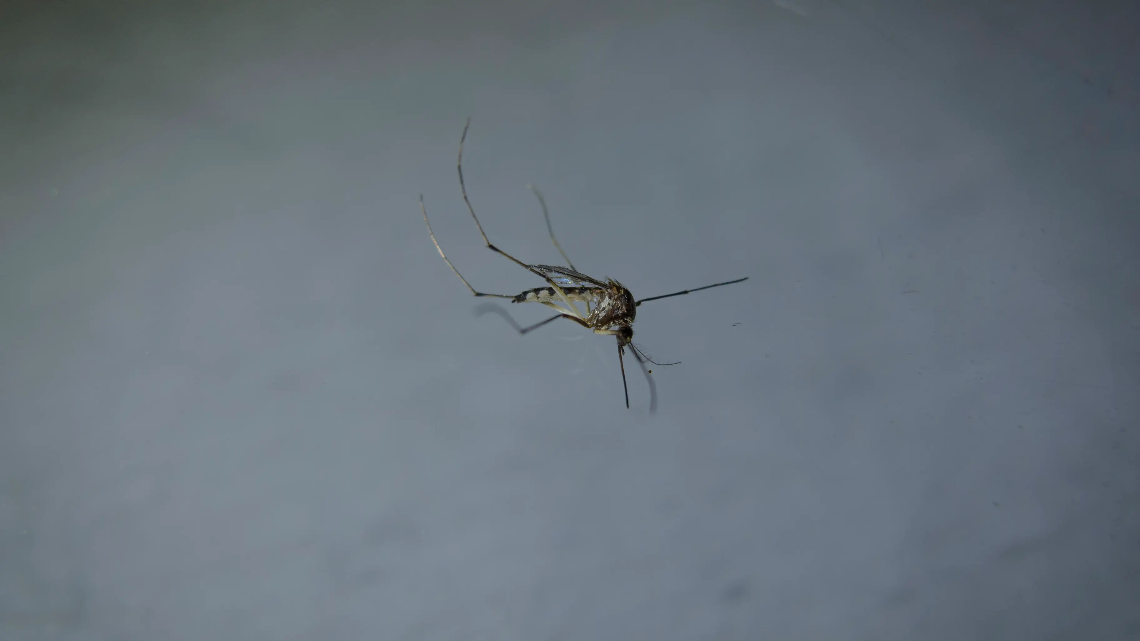 Mosquito