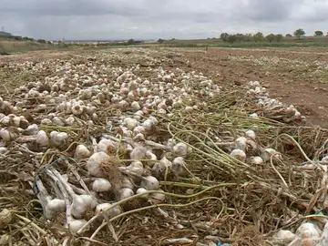Imagen de unos ajos Imagen de unos ajos
