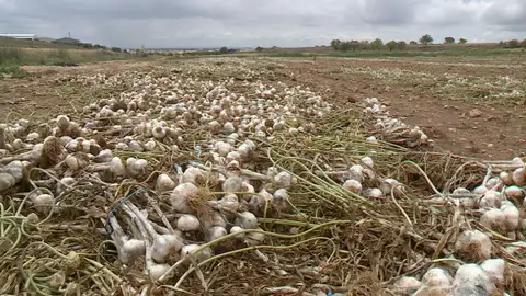 Imagen de unos ajos Imagen de unos ajos