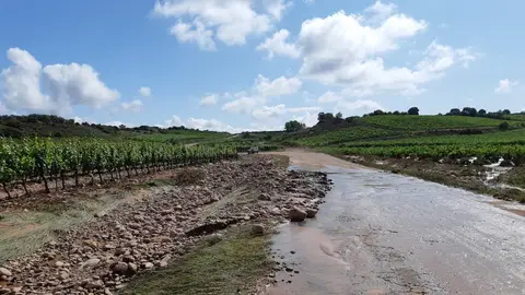 Viñedos riojanos afectados por las fuertes tormentas Viñedos riojanos afectados por las fuertes tormentas