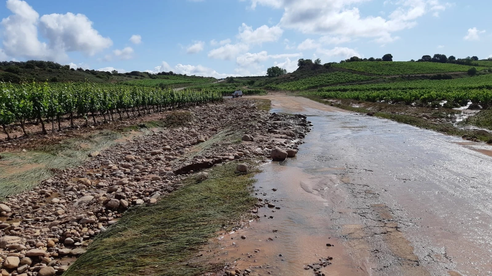 Viñedos riojanos afectados por las fuertes tormentas Viñedos riojanos afectados por las fuertes tormentas
