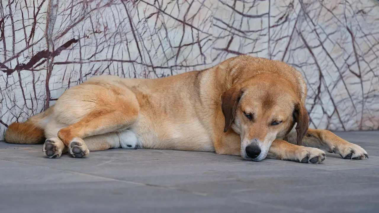 Imagen de archivo de un perro