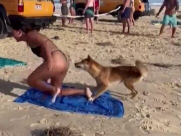 Un dingo ataca a una turista