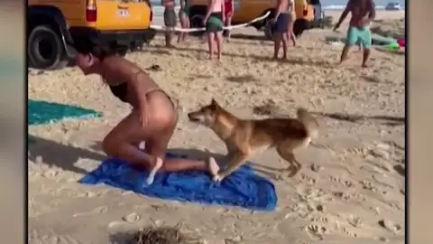 Un dingo ataca a una turista Un dingo ataca a una turista