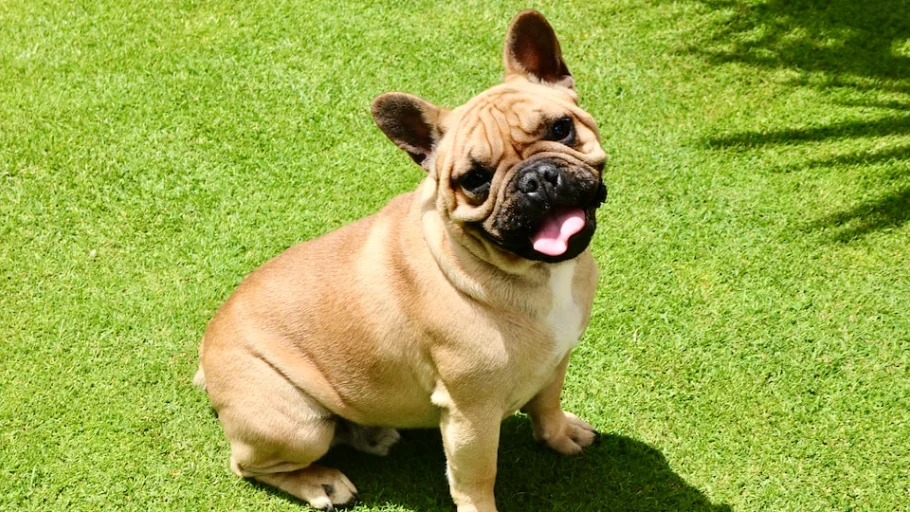 Un perro feliz 