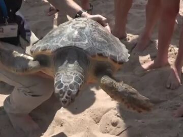 'Aquí salvamos tortugas', la nueva campaña de concienciación del Oceanogràfic de Valencia 