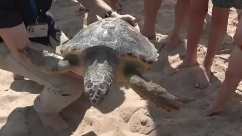 'Aquí salvamos tortugas', la nueva campaña de concienciación del Oceanogràfic de Valencia 