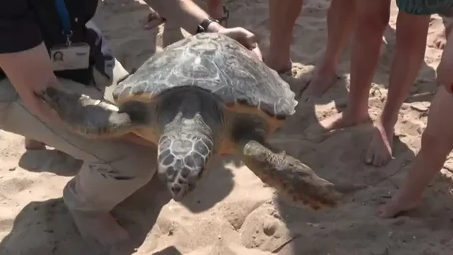 'Aquí salvamos tortugas', la nueva campaña de concienciación del Oceanogràfic de Valencia 'Aquí salvamos tortugas', la nueva campaña de concienciación del Oceanogràfic de Valencia