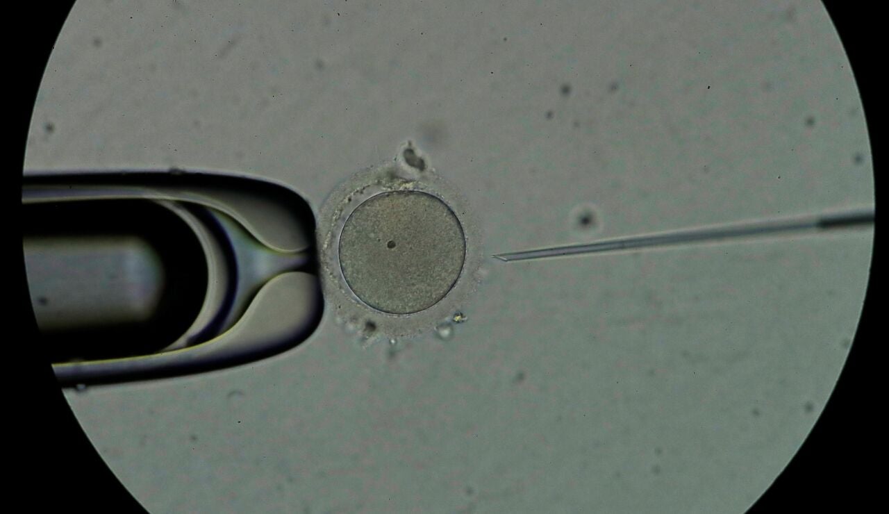 Personal t&eacute;cnico trabaja con espermatozoides en el laboratorio de una cl&iacute;nica de fertilidad.