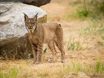 La población del lince ibérico no es viable genéticamente a largo plazo La población del lince ibérico no es viable genéticamente a largo plazo