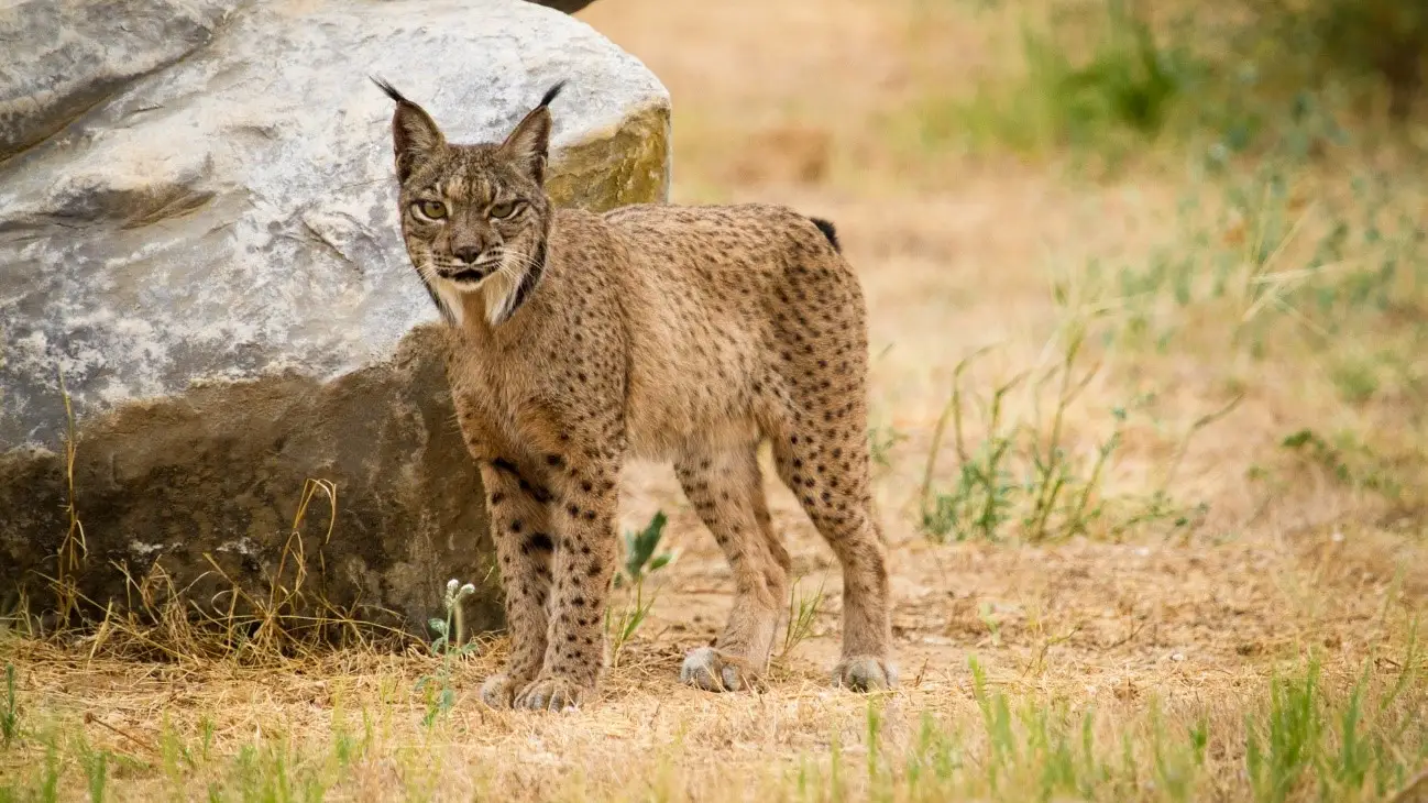 La población del lince ibérico no es viable genéticamente a largo plazo La población del lince ibérico no es viable genéticamente a largo plazo
