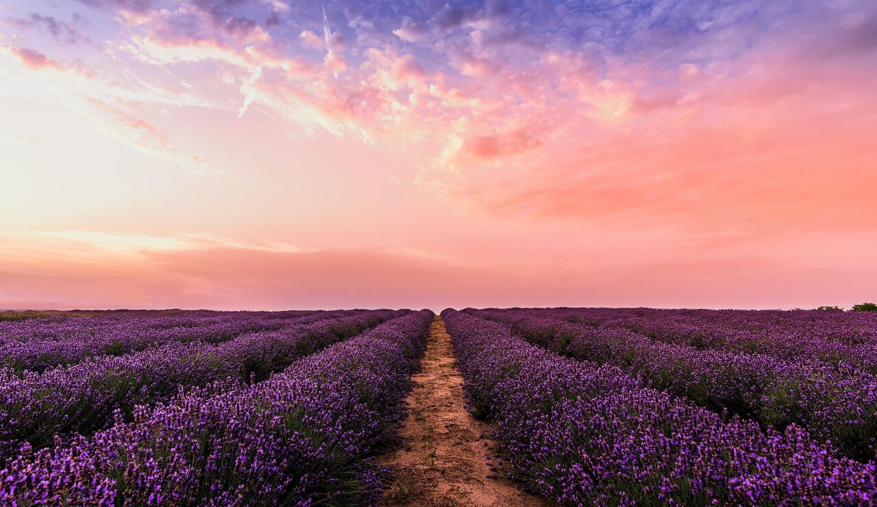 Campo de lavanda en flor