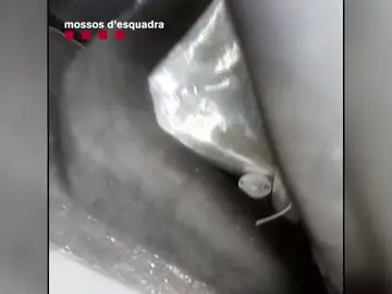 Marihuana en el interior del coche Marihuana en el interior del coche