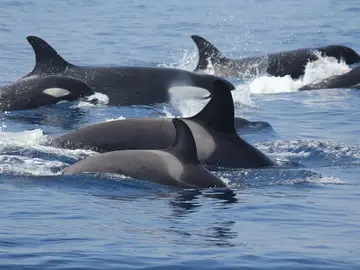 Orcas en el estrecho de Gibraltar Orcas en el estrecho de Gibraltar