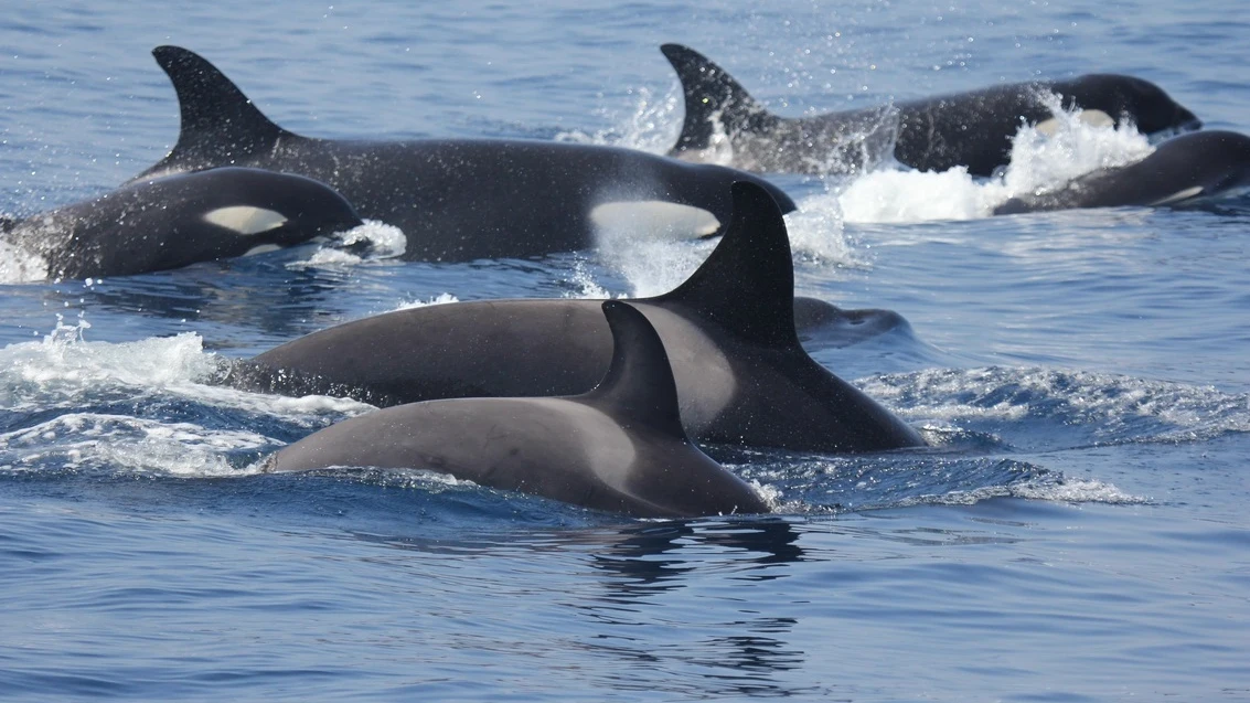 Orcas en el estrecho de Gibraltar Orcas en el estrecho de Gibraltar