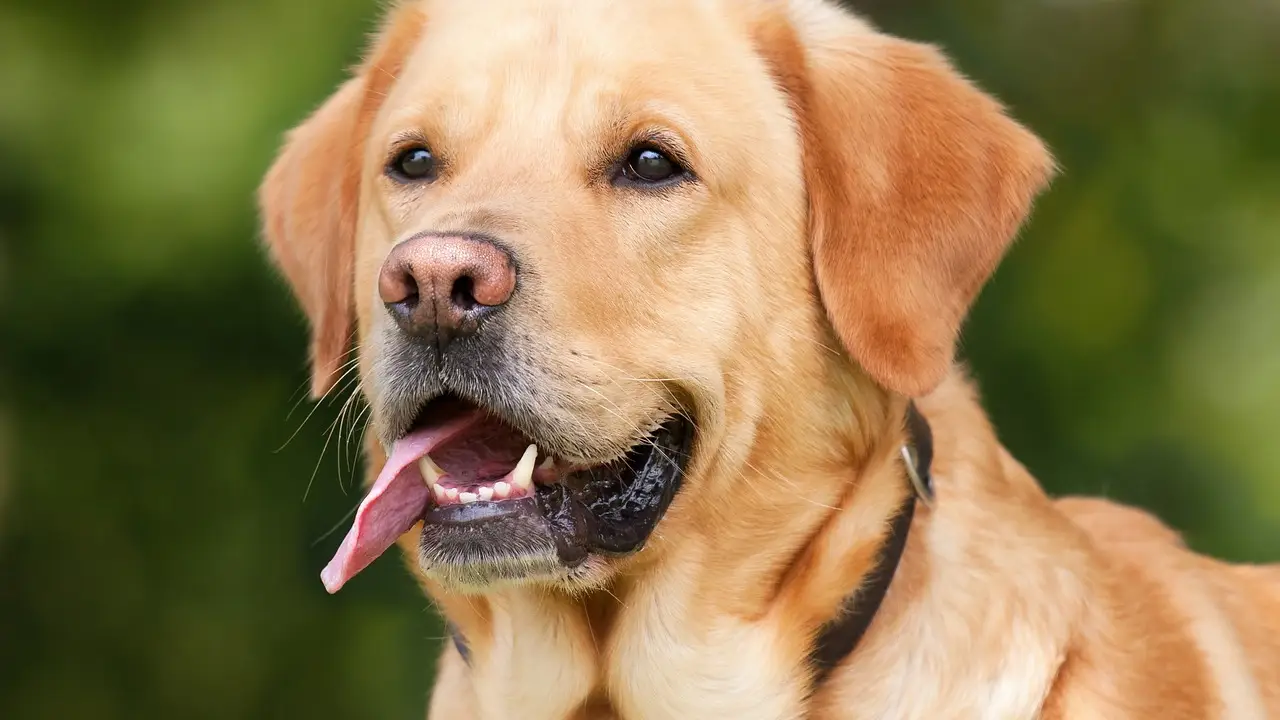 Imagen de archivo de un labrador retriever