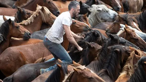 Un 'aloitador' intenta retener los caballos salvajes
