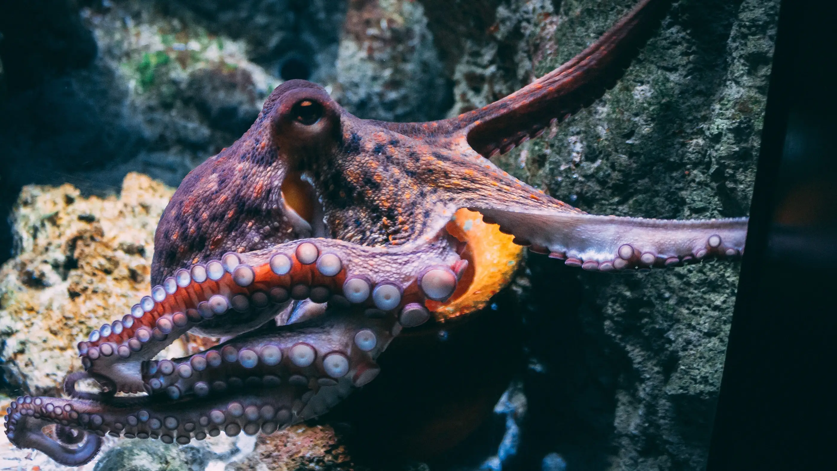 Imagen de archivo de un pulpo