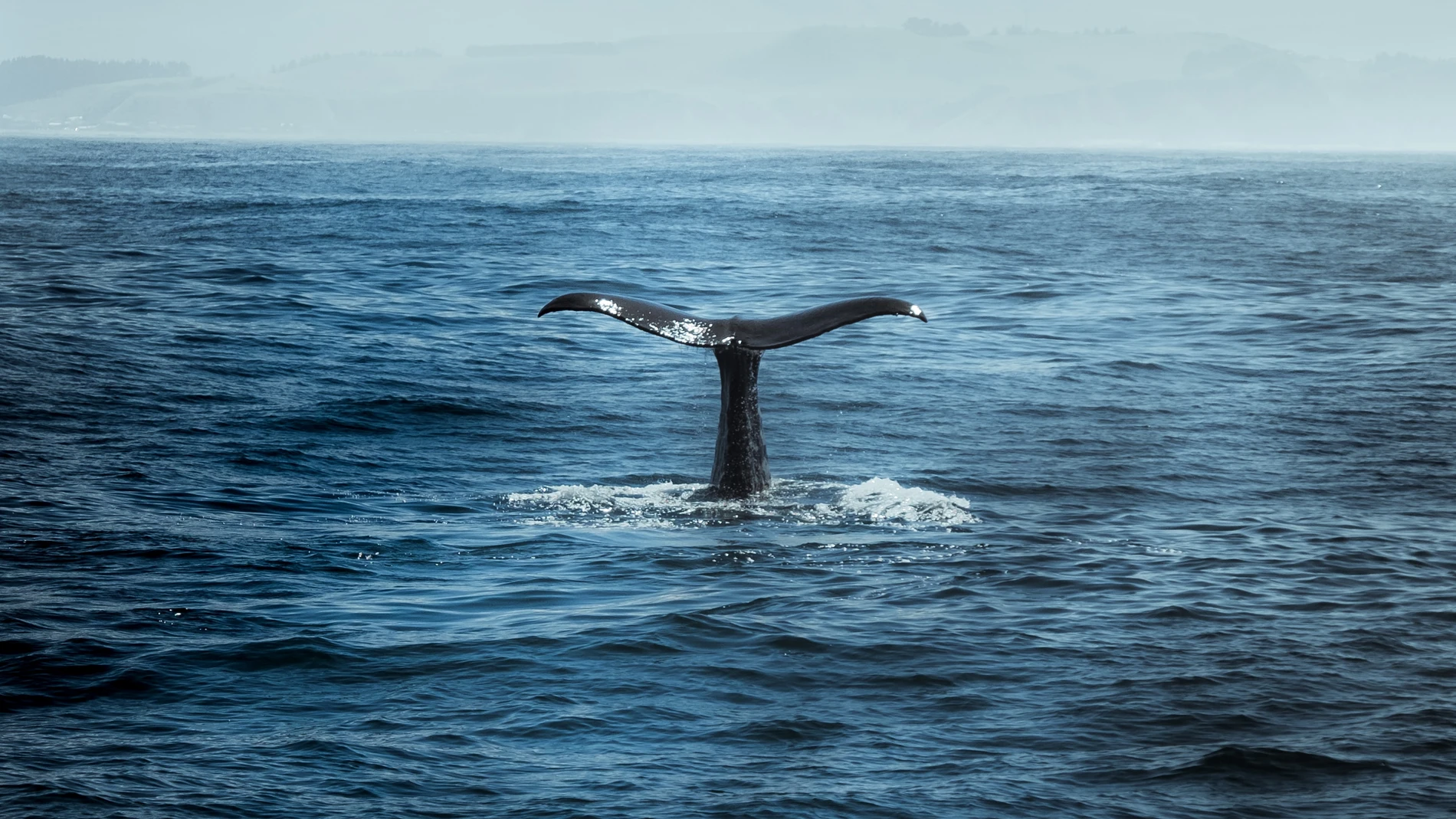 Un misterioso pez enorme sorprende a los bañistas de la playa de la Antilla Un misterioso pez enorme sorprende a los bañistas de la playa de la Antilla