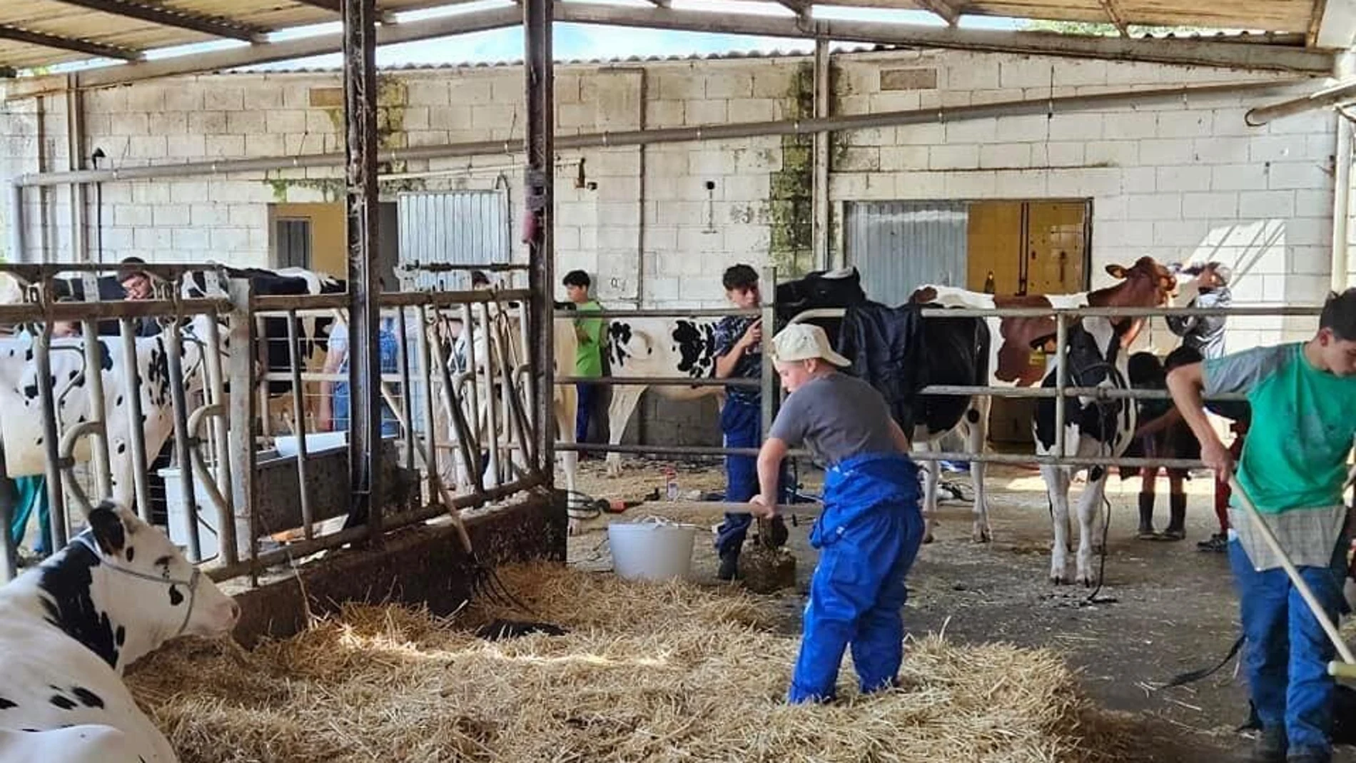 Los niños gallegos aprenden la ganadería