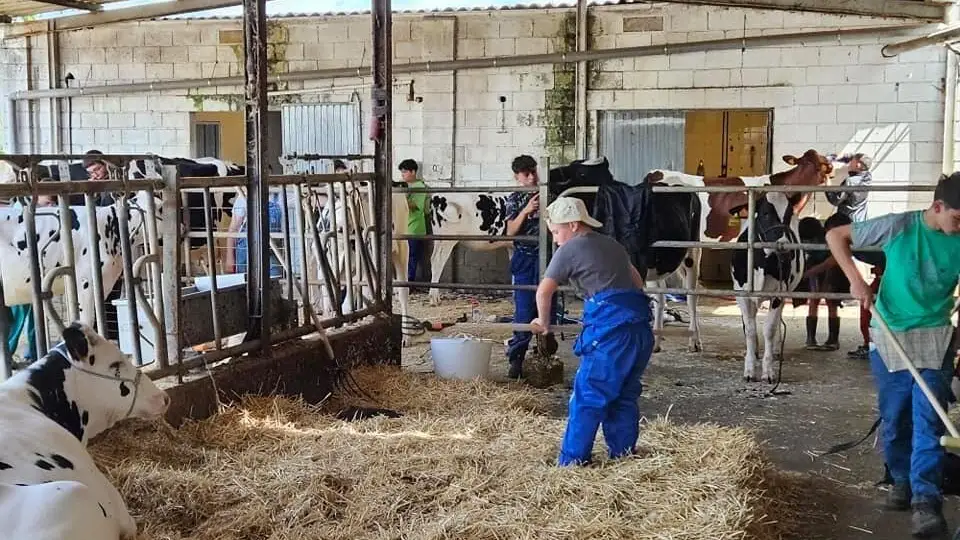 Los ni&ntilde;os gallegos aprenden la ganader&iacute;a