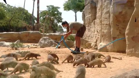 Zoológico de Barcelona Antena 3 Noticias